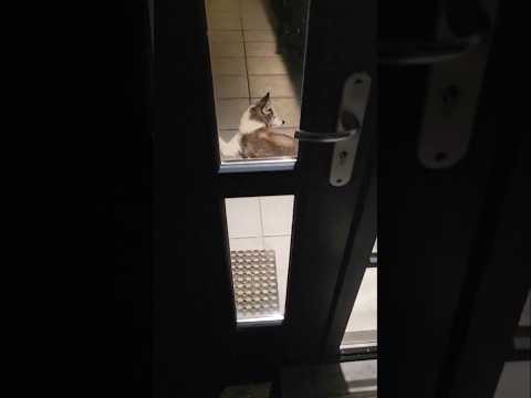 LEVEN MET EEN HUSKY... thumbnail