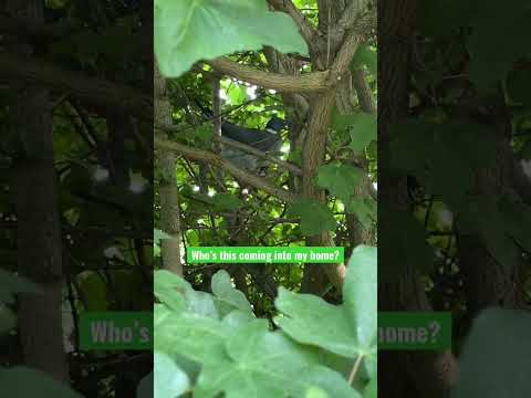 Spotted a cheeky wood pigeon hanging out in our field maple! #woodpigeon #birds #birdwatching thumbnail