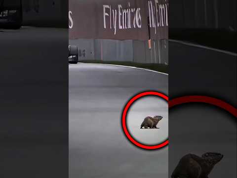 Kierowcy F1 vs ptak! 🤯 #shorts thumbnail
