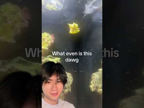 Fish identification thumbnail