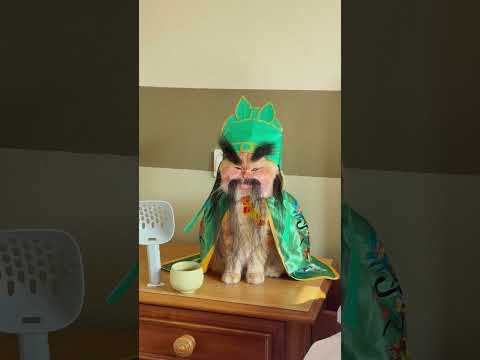 Guan Yu, a cat of unparalleled righteousness. #exlittlebeans #funnyvideo #funnycats thumbnail