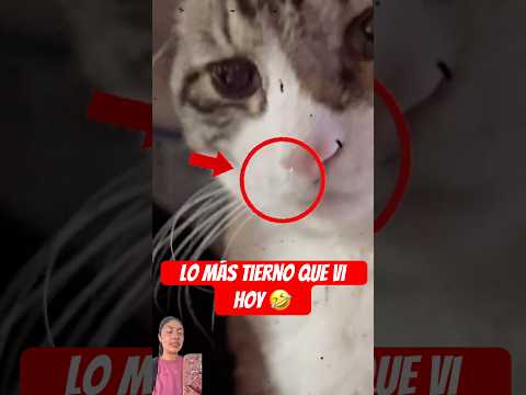 Las burbujitas ? #viral #humor #funnyvideos #comedia #gatos thumbnail