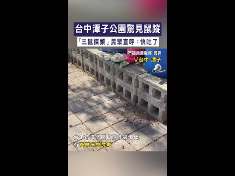【老鼠趴趴走】台中潭子公園驚見鼠蹤　「三鼠探頭」民眾直呼：快吐了 #Shorts thumbnail