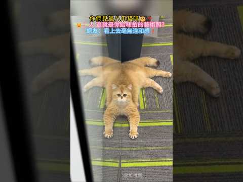 你們見過八爪貓嗎?❓ ?：人 幫我拍好看一點? 網友：兔子❓螃蟹❓蜘蛛❓咪❓ #cat #cute #funny #funnyshorts #shorts thumbnail
