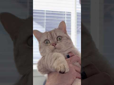 Works ever time 🐈 #cats #funny #pets #catsofyoutube #fyp thumbnail