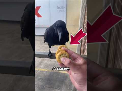 Deze vogel is te slim 🐦‍⬛ thumbnail
