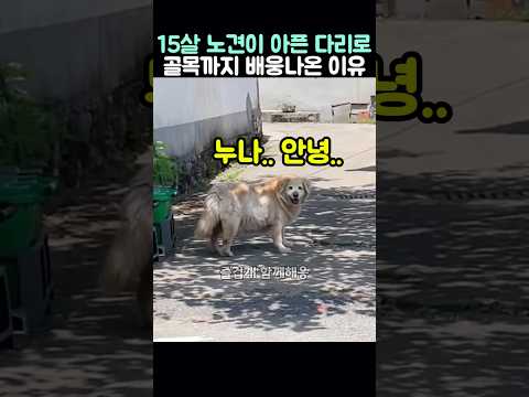 15살 노견이 아픈 다리로 골목까지 배웅나온 이유 thumbnail