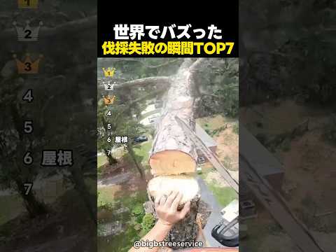 世界でバズった木を切り倒す大失敗の瞬間TOP7 thumbnail
