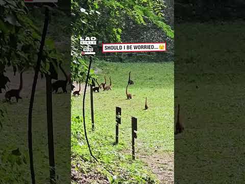 Mini dinosaur like creatures 🤯 thumbnail