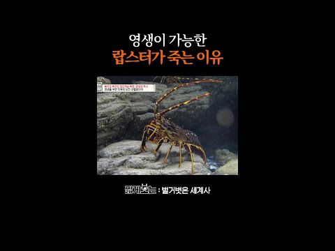 인간한테 걸리면 랍스터도 쉽지 않음... #벌거벗은세계사 thumbnail