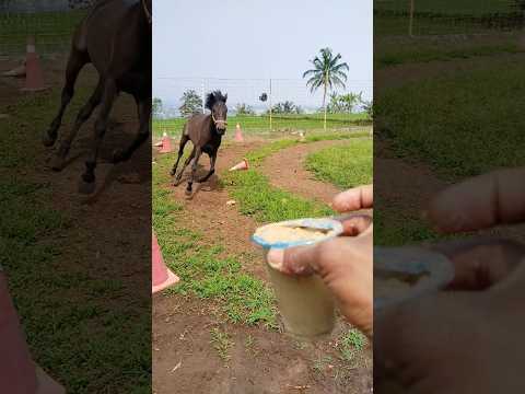 Pura pura gak mau 😅😄🤩😍🫰 #horse #horsetrack #viral #humor #funny #comedy #animals #memes #love #fun thumbnail