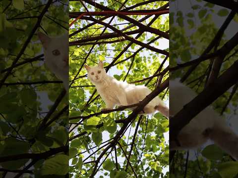 Met this adorable cat hanging out in a tree and took some photos of him ☺️ thumbnail