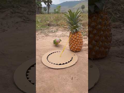 Innovative Parrot Trap Using Pineapple & Paper #shorts thumbnail