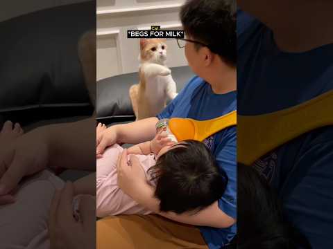 kitty just wants some milk ❤️🥹 thumbnail