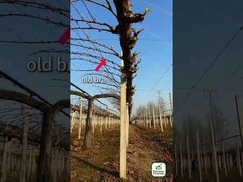Farmers prune away old grape branches, allowing the newly sprouted branches to bear more grapes. thumbnail