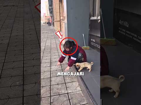Gadis Ini Mengajari Anak Anjingnya Naik Turun Tangga ?❤️ thumbnail