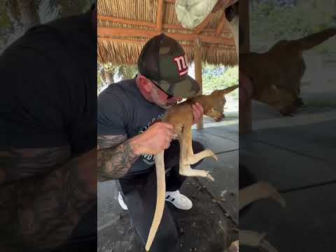 Bí mật vì sao kangaroo con vẫn thích chui túi dù 6 tháng tuổi 🤯 thumbnail