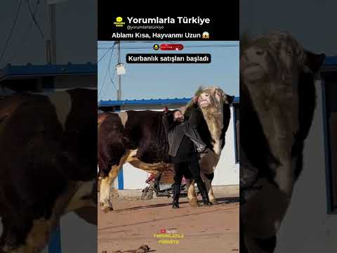 3 Tonluk Dev Kurbanlık Satışa Çıkmış 😱 thumbnail