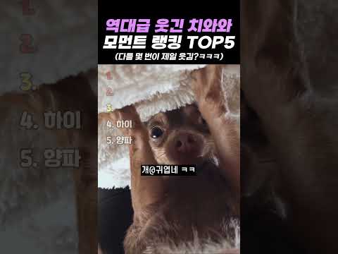 역대급 웃긴 치와와 모먼트 랭킹 TOP5 thumbnail