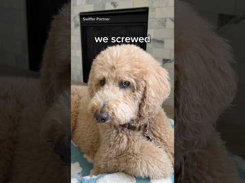 #SwifferPartner panic cleans happen—@myswiffer makes it easy #WhiteSockApproved #dogs #dogcomedy thumbnail