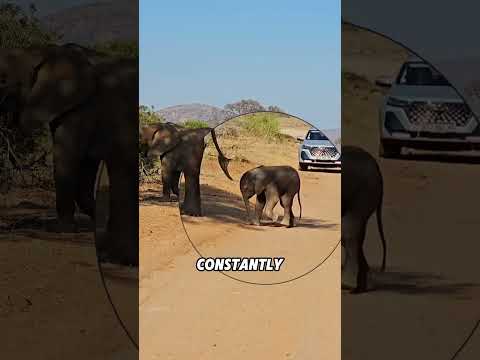 A newborn elephant cannot drink milk#animals #funnyanimal #funny #cute #elephant thumbnail