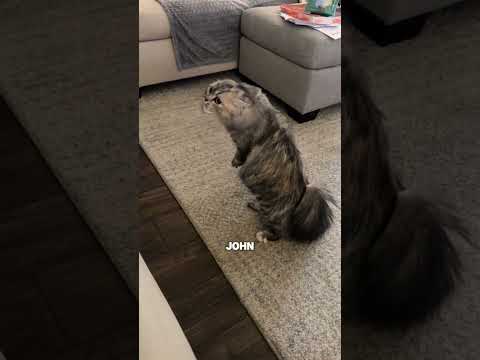 Katzen sind die echten Ninjas 😂 #shorts thumbnail