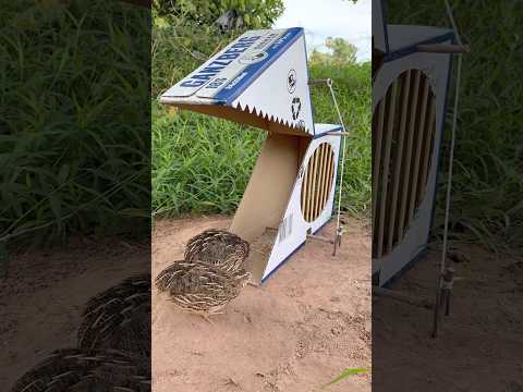 Creativity Quail Trap Using Cardboard Box #shorts thumbnail