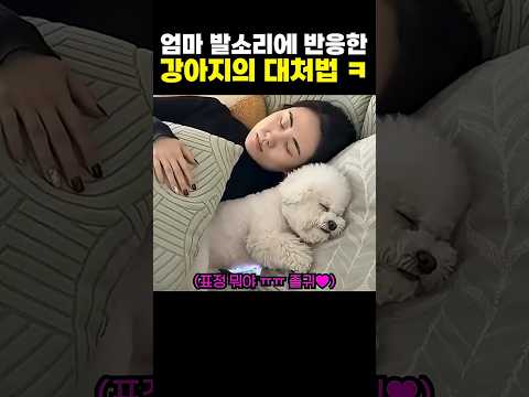 엄마 발소리에 강아지가 보인 행동 ㅋㅋㅋ thumbnail