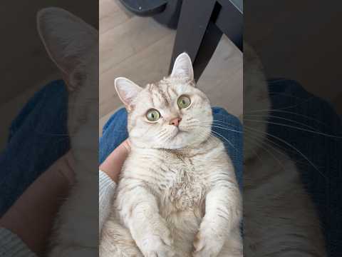 Works everytime #cats #catsofyoutube #funnycats #cat thumbnail