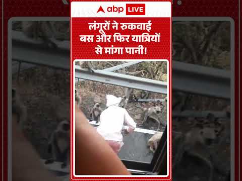 Viral Video : लंगूरों ने रुकवाई बस और फिर यात्रियों से मांगा पानी! |  #DesiJugaad #SummerVibes thumbnail