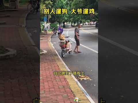 大爷终究是大爷，别人遛狗，他遛鸡。 #搞笑 #大熱門 thumbnail