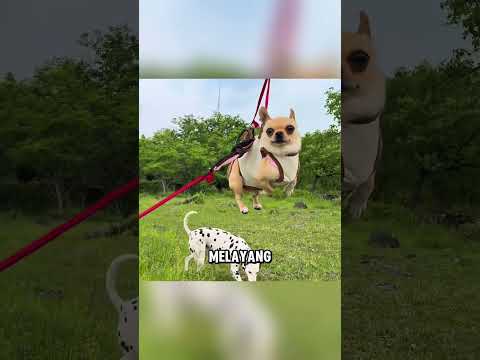 Anjing kecil ini selalu diganggu saat bermain 🥹 thumbnail