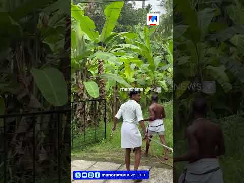 ദേ ഗേറ്റ് തുറന്നു പോകുന്നു തൃശൂർ പെരിങ്ങാവിൽ ആന ഇടഞ്ഞു ​| Elephant thumbnail