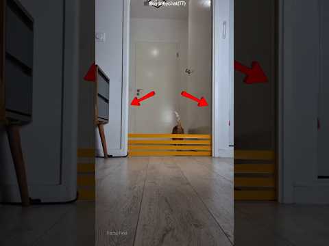 These Clever Cats Couldn’t Be Stopped! 😹🚪 #shots #facts thumbnail