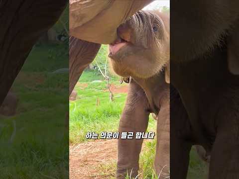 갓 태어난 코끼리는 젖을 먹을 줄 모릅니다 thumbnail