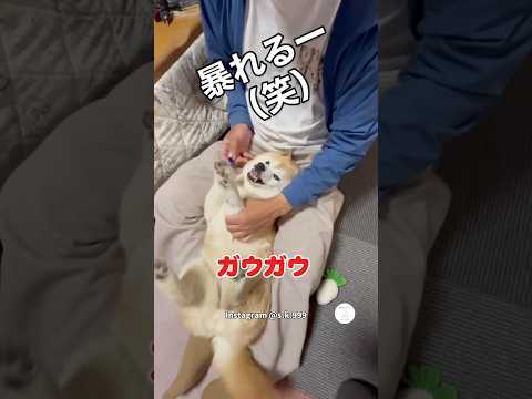 耳薬入れる柴犬、ガウガウが面白い　#柴犬　#犬　#かわいい犬 #犬のいる暮らし #面白い thumbnail