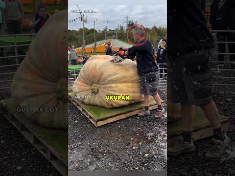 Apa Labu Raksasa Ini Rasanya Enak ? ? thumbnail