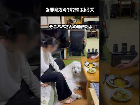 お邪魔なので収納されちゃう愛犬　#greatpyrenees #大型犬のいる生活 #大型犬 #大型犬と暮らす #グレートピレニーズ #犬のいる生活 #愛犬 #ペット #ゴールデンレトリバー thumbnail