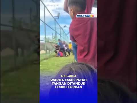 AIDILADHA | Warga emas patah tangan ditanduk lembu korban thumbnail