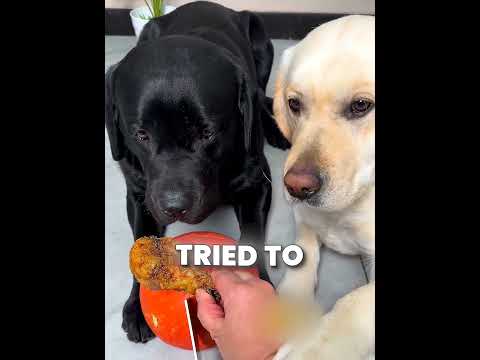 Smart White Lab Refused To Risk His Life For Chicken ??? #shorts thumbnail