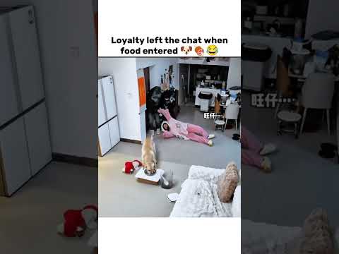 Loyalty left the chat when food entered 🐶🍖😂 thumbnail