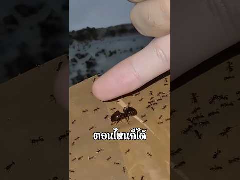 ความลับของเจ้ามดยักษ์ thumbnail