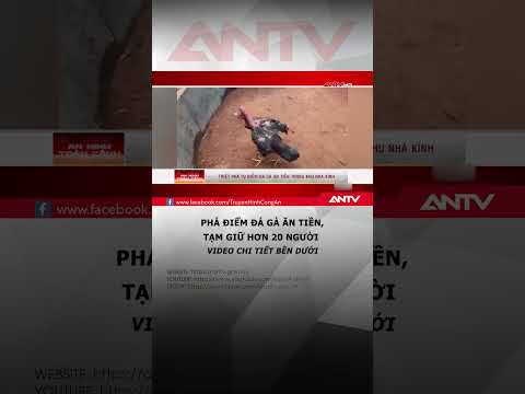 Triệt phá điểm đá gà ăn tiền, tạm giữ hơn 20 người #antv #shorts #thoisu #daga thumbnail