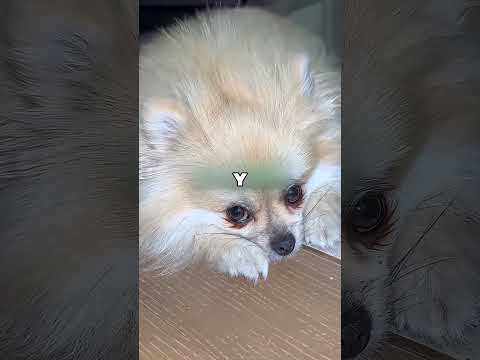 Este Perrito Intentó Ayudar A Su Dueño ?❤️ thumbnail