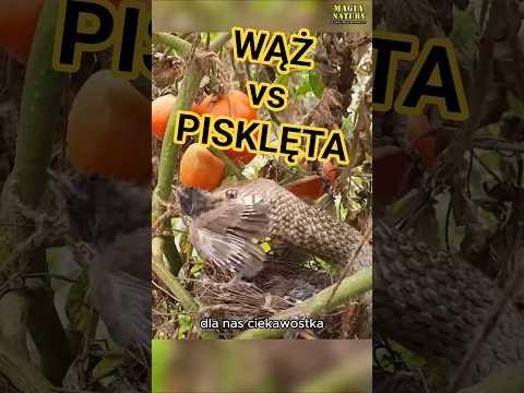 Wąż Zjada Pisklęta thumbnail