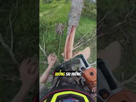 Tại sao đốn cây sai kỹ thuật có thể cực kỳ nguy hiểm 🤯 thumbnail
