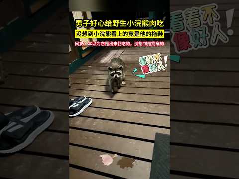 男子好心給野生小浣熊肉吃，沒想到小浣熊看上的竟是他的拖鞋，網友：本以為它是出來找吃的，沒想到是找穿的！#shorts#搞笑动物 thumbnail