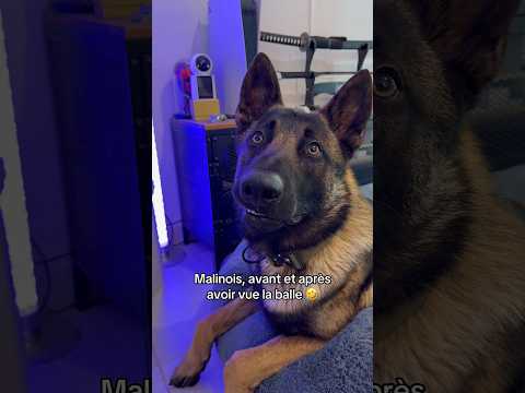 Il est fou des balles 🥎 #balles #trend #malinois thumbnail