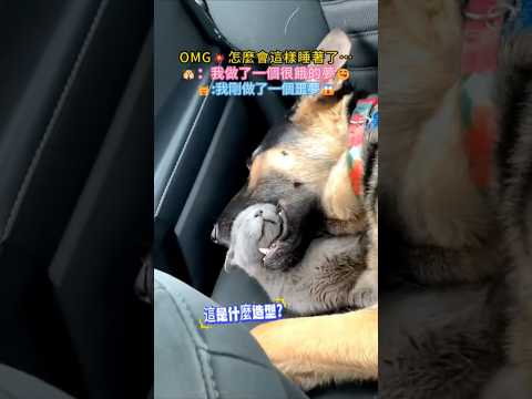 OMG💥這怎麼睡著的😂 🐶：我做了一個餓夢😋 🐱：我做了一個噩夢😱 #cat #cute #dog #funny #shorts thumbnail