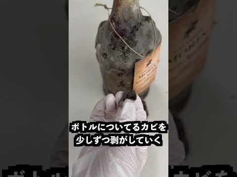 カビで覆われたお酒の中身が意外すぎた！ thumbnail